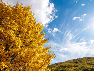 Golden maple leaves against a bright blue sky with wispy clouds and a colorful autumn hillside. Scenic fall nature background with copy space for seasonal designs, travel and outdoor themes. © Marek