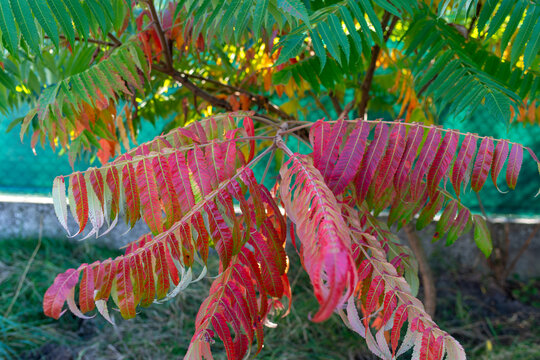 Staghorn sumac (Rhus typhina) displays elongated pinnate leaves changing from green to vivid pink, red and orange. Dense clusters of serrated leaflets create a colorful autumn botanical composition, h
