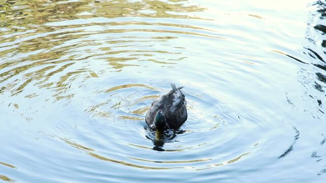Duck Feeding on Pond Surface