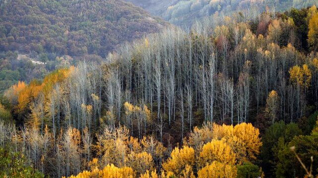 Autumn hills burst with golden leaves. Trees stand tall, branches bare and stark. Foliage glows in warm amber and yellow. Muted greens and browns frame the scene. Nature's quiet beauty fills the air