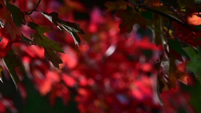 golden fall foliage, close up bokeh selective focus video, leaves moving in the wind, abstract bokeh effect light, shadows, saturated colors detailed leaf. veins 