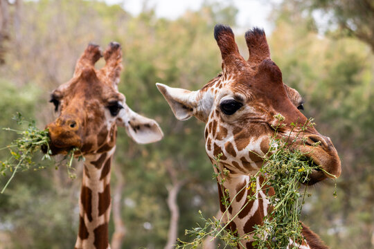 Two giraffes chewing leafy green branches, close-up of expressive faces with long lashes, R&eacute;serve Africaine de Sigean, Occitanie, France