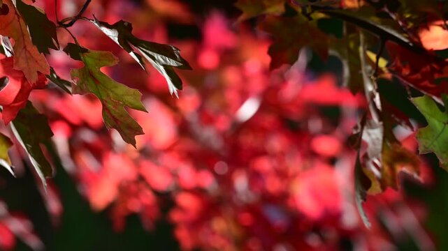 golden fall foliage, close up bokeh selective focus video, leaves moving in the wind, abstract bokeh effect light, shadows, saturated colors detailed leaf. veins 