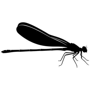 Black damselfly silhouette vector illustration for nature education