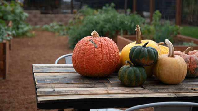 Orange, green, and yello pumpkins in a garden
