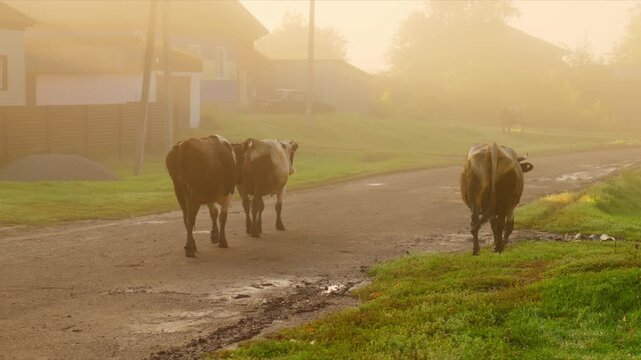 Cows walk through misty dawn light on muddy rural road. Sunrise glows warmly behind foggy village backdrop. Animals move slowly, heads low, legs muddy from walking