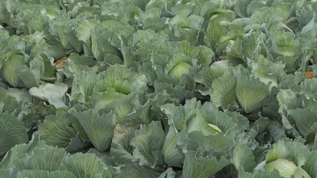 Expansive green cabbage field on a vegetable farm showing rows of mature heads, textured leaves and natural patterns