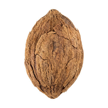 Wild mango kernel seed from India isolated on transparent background