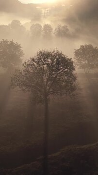 &Aacute;rbol aislado en bosque envuelto en nieblas del amanecer