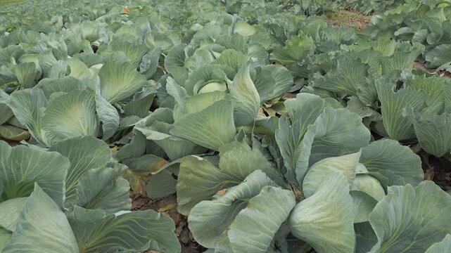 A dense field of green cabbage heads growing in neat rows on a commercial farm, showcasing leafy texture, rural agriculture, harvest potential and sustainable vegetable production