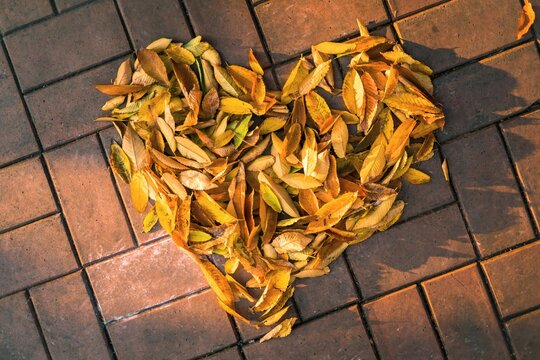 Heart-shaped pile of fallen autumn leaves arranged on a sunlit tiled pavement with warm golden and brown tones A heart-shaped