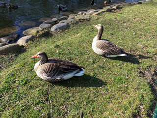 Two greylag geese resting on sunny grass beside a pond in Malmö © Michael Persson