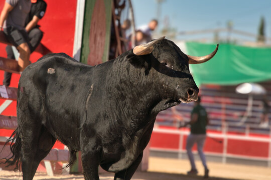 Powerful black bull stands in arena. Majestic horns curve outward, dark coat gleams. Bull faces forward, muscles tense, eyes focused. Background blur shows spectators, handlers