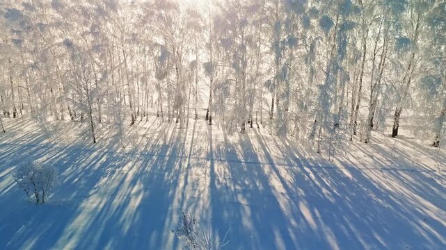 Sunlight filters through frost-laden trees. Snow blankets ground, casting long, crisp shadows. White branches gleam against pale sky. Silent forest whispers winter's quiet grace