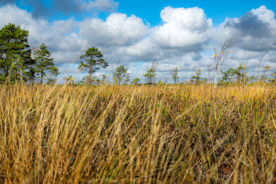 landscape from a bog, sunny autumn day with bog vegetation, trees, moss and grass, sedges and reeds