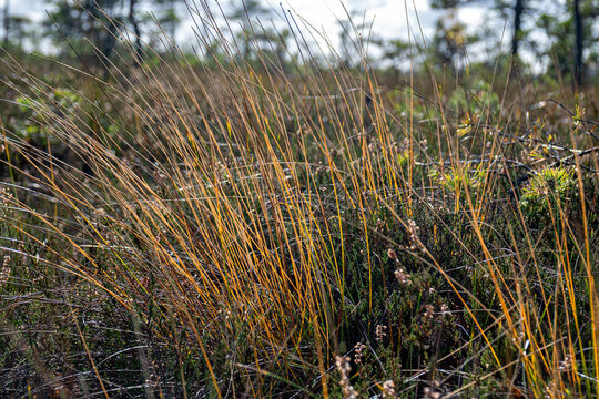landscape from a bog, sunny autumn day with bog vegetation, trees, moss and grass, sedges and reeds