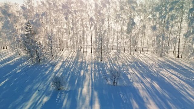 Snow blankets trees in quiet forest. Sunlight spills through branches, casting long shadows. Frost-kissed branches shimmer with morning glow. Stillness reigns as snow muffles sound