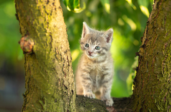 portrait of a little gray kitten sitting on tree in summer garden; little cat in sunlight on background of green leaves