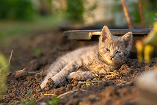 beautiful gray kitten lying on ground in summer garden near pot, little cat relaxing on nature