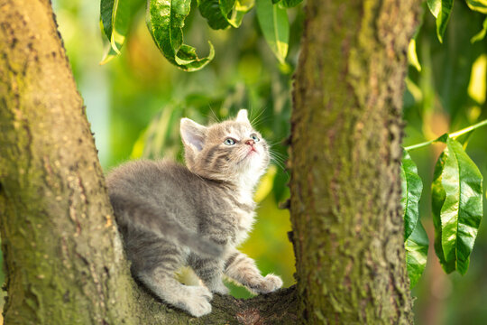 A summer portrait of a curious little gray kitten sitting on tree and looking up on green foliage background; little cat climbing tree in the garden
