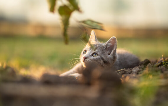 beautiful gray kitten lying in the summer garden in sunshine, lovely pet, portrait of little cat looking up