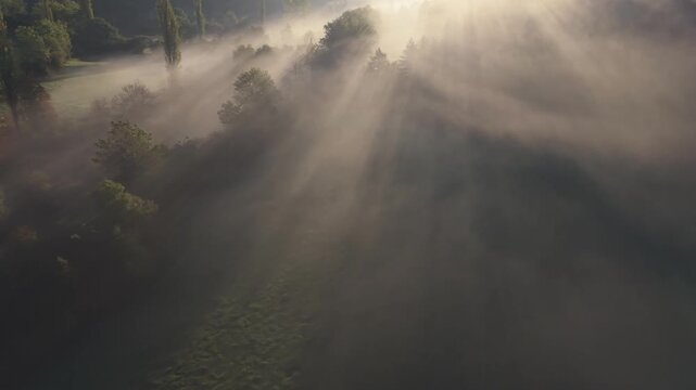 bancos de niebla en bosque con &aacute;rboles en la monta&ntilde;a, estampa oto&ntilde;al