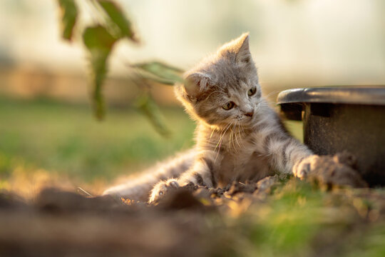 playful gray kitten lying in the summer garden in sunshine, cute little cat portrait