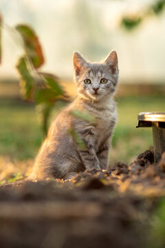beautiful gray kitten sitting in the summer garden in sunlight, little cat portrait