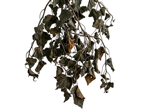 Dried ivy vines hanging, isolated on transparent background