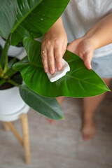 A person uses a soft white cloth to carefully wipe dust from the large green leaf of a potted houseplant. This image represents plant care, home maintenance, and a sustainable lifestyle. © JULIA