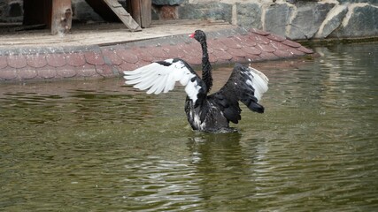 A black swan with open wings on the lake. © Carmen