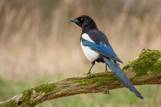 Eurasian magpie (Pica pica) perched on a mossy branch. Alert corvid bird with vibrant blue-green iridescent plumage, soft blurred background, copy space, wildlife photography.