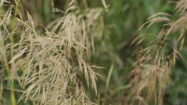 Close-up footage of smooth brome (Bromus inermis), a perennial wild grass with pale golden, slightly drooping panicles swaying gently in an occasional breeze. Delicate seed heads stand out against sof