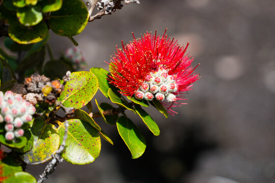 Red ohia lehua flower (Metrosideros polymorpha) and buds in the Kilauea Iki Crater in Hawaii Volcanoes National Park