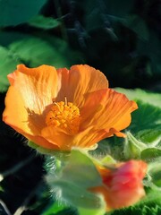   Abutilon grandifolium. Malva de India. Malvavisco. Malva de monte.  © mentafresca