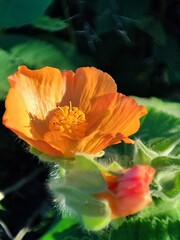  Abutilon grandifolium. Malva de India. Malvavisco. Malva de monte.  © mentafresca