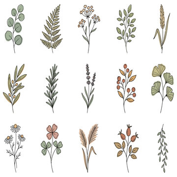 Botanical vector graphic elements featuring hand drawn herbs and wildflowers with organic shapes