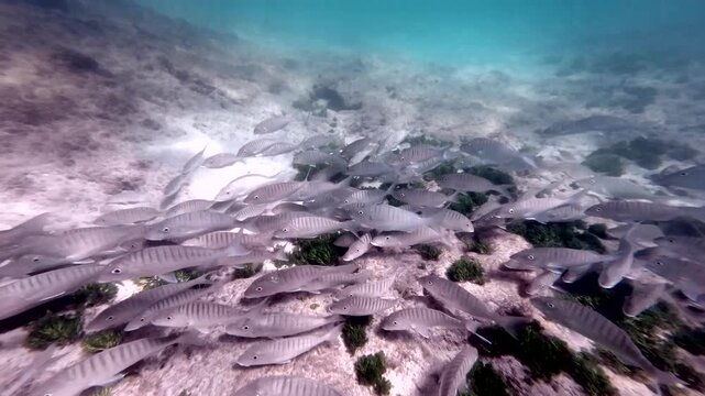Fischschw&auml;rme beim Schnorcheln an der Felsk&uuml;ste von Fuerteventura, Unterwasseraufnahme, Naturerlebnis, Tauchen