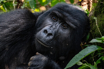 portrait of a gorilla in Uganda © Hector