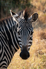 portrait of zebra © Hector