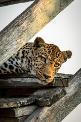 wild leopard in Uganda © Hector