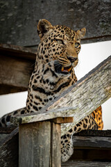 wild leopard in Uganda © Hector