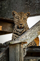 wild leopard in Uganda © Hector