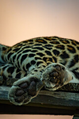 wild leopard paws in Uganda © Hector