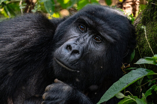 portrait of a gorilla in Uganda
