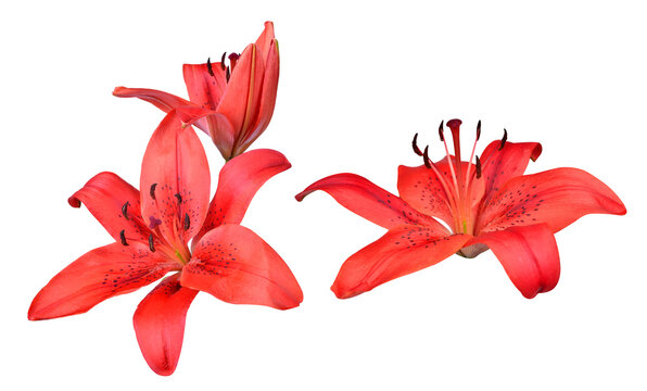 Red lily flower isolated on transparent background, PNG.	