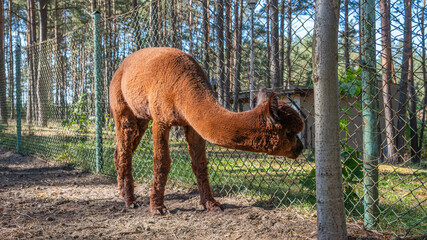 Llama Grazing Outdoors in Natural Rural Setting © uladzimir