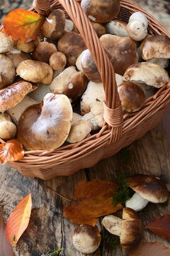 Basket of freshly picked porcini mushrooms