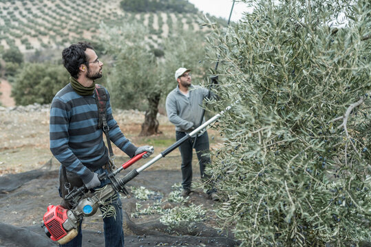 Man bears the olives with a stick and other times with a vibrating machine so that the fruits fall and collect them to make oil