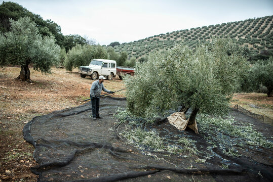 Man with stock collecting olives for produce olive oil